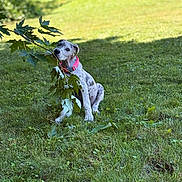 Ruby is registered to the contest to win money with this photo: dog, puppy, grass, leaf, branch, outdoor, nature, playful, collar, green, chewing, pet, animal, summer, yard, cute, sitting, spot, sunlight, fun