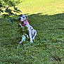 dog, puppy, grass, leaf, branch, outdoor, nature, playful, collar, green, chewing, pet, animal, summer, yard, cute, sitting, spot, sunlight, fun