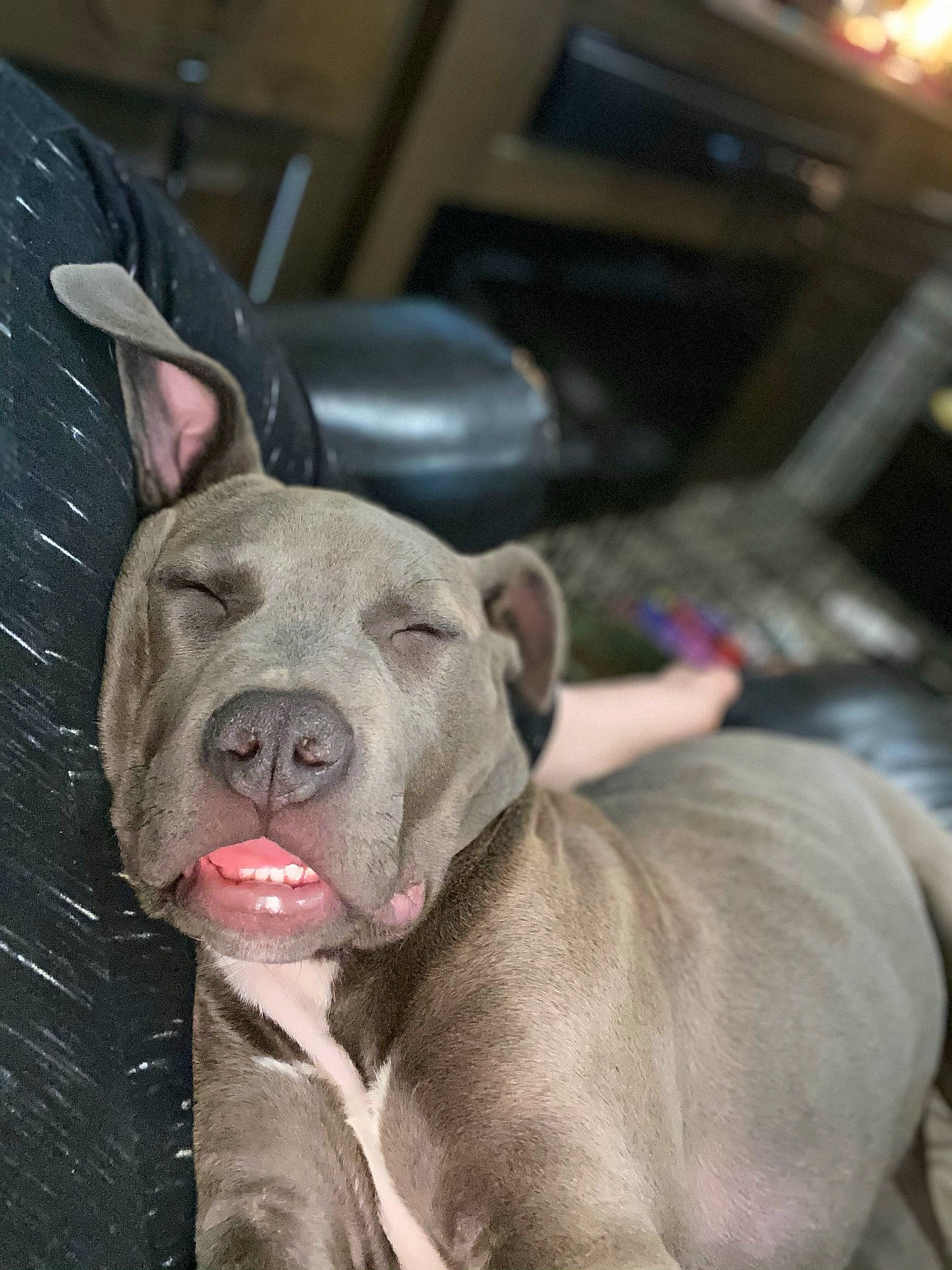 Harley is registered to the contest to win money with this photo: canidae, carnivore, collar, comfort, companion_dog, dog, dog_breed, ear, fawn, flesh, fur, grey, non_sporting_group, snout, sporting_group, terrestrial_animal, whiskers, working_animal