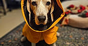 Wizard is registered to the contest to win money with this photo: animal, beagle, canine, carpet, cozy, cute, dog, domestic, ears, eyes, face, fur, hood, indoor, nose, pet, portrait, raincoat, sitting, yellow