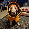 animal, beagle, canine, carpet, cozy, cute, dog, domestic, ears, eyes, face, fur, hood, indoor, nose, pet, portrait, raincoat, sitting, yellow