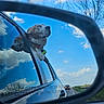Wizard is registered to the contest to win money with this photo: animal, blue_sky, canine, car, clouds, collar, daytime, dog, happy, nature, outdoor, pet, reflection, road, scenic, side_mirror, travel, tree, vehicle, window
