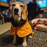 Wizard is registered to the contest to win money with this photo: animal, beagle, blanket, blurry_background, canine, carpet, coat, computer, cute, dog, dog_bed, floor, home, indoor, patterned_rug, person, pet, raincoat, sitting, yellow