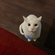 Romeo is registered to the contest to win money with this photo: cat, white_cat, pet, animal, indoor, wooden_floor, looking_up, curious, fur, whiskers, ears, tail, domestic_cat, mammal, cute, close_up, portrait, flooring, red_texture, feline