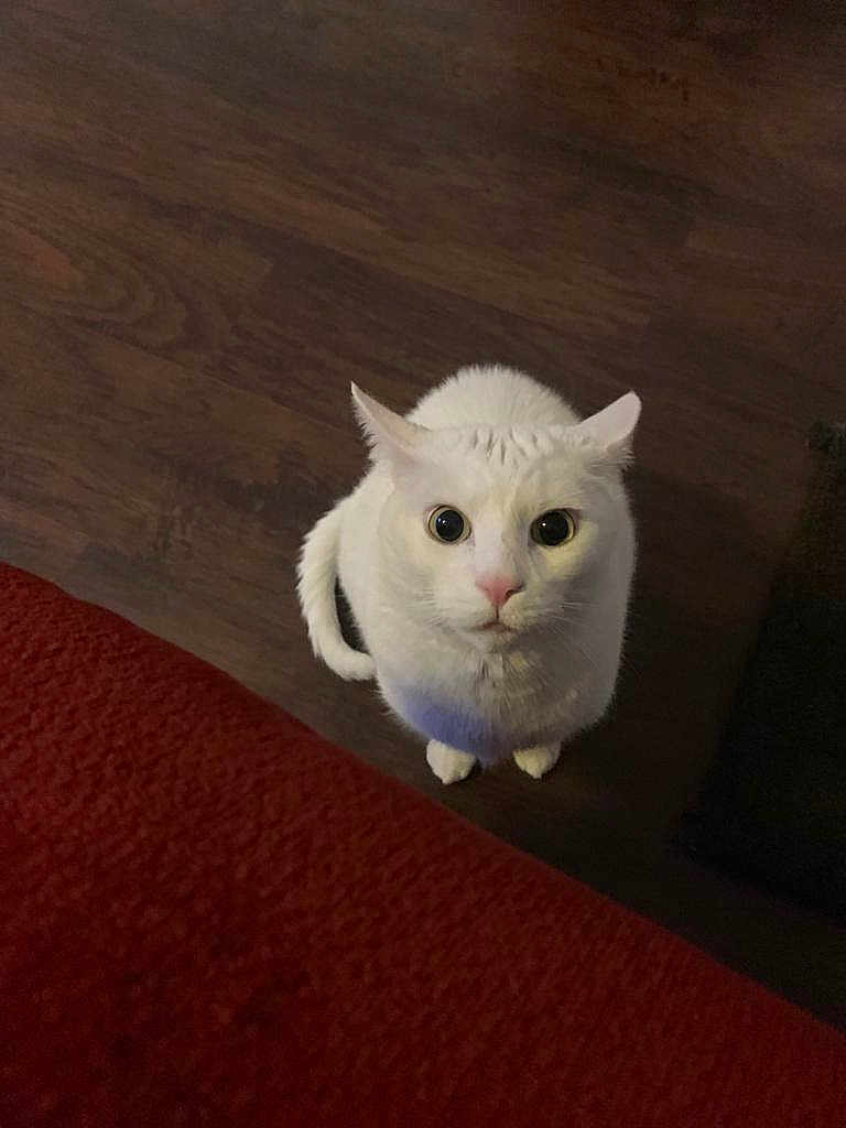 Romeo is registered to the contest to win money with this photo: cat, white_cat, pet, animal, indoor, wooden_floor, looking_up, curious, fur, whiskers, ears, tail, domestic_cat, mammal, cute, close_up, portrait, flooring, red_texture, feline