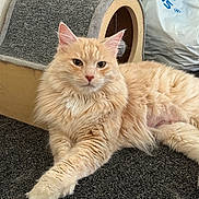 Canela joined the competition — help win amazing prizes! animal, carpet, cat, cat_house, close_up, cream_colored, cute, domestic, ears, feline, fluffy, fur, home, indoor, living_room, paw, pet, relaxed, resting, whiskers