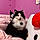 Chipie