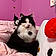 Chipie