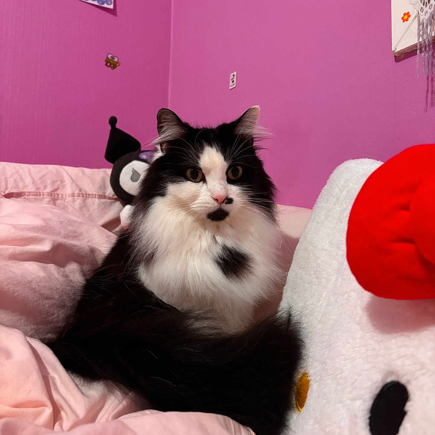 Chipie participe au concours pour gagner de l'argent avec cette photo : animal, bedspread, black_and_white, cat, cozy, cute, decor, domestic, feline, fluffy, indoor, pet, pink, playful, plush_toy, poster, purple_wall, resting, soft, sticker