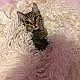 cat, tabby, pet, feline, blanket, fluffy, cozy, bed, pink, fur, curious, looking, indoor, animal, cute, whiskers, ears, comfort, resting, soft