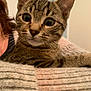 kitten, tabby, cat, close_up, indoor, cozy, knitted_sweater, person_partial, curious, whiskers, fur, pet, animal, cute, young_cat, domestic_cat, looking, face, ears, soft_light
