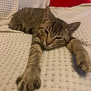 Mimi participe au concours pour gagner de l'argent avec cette photo : cat, tabby, sleepy, stretching, paw, blanket, white, texture, cozy, indoor, relaxed, feline, pet, animal, fur, whiskers, ears, closeup, resting, cute