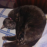 Sirius a rejoint le concours — aidez-le/la à gagner de superbes lots ! cat, black_cat, sleeping, curled_up, bed, blanket, feline, cozy, indoor, pet, fur, whiskers, relaxed, animal, domestic, resting, cute, collar, paws, soft