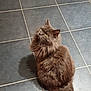cat, brown_cat, fluffy_cat, pet, indoor, floor, tile_floor, yellow_eyes, looking_up, shadow, fur, animal, domestic_cat, feline, sitting, curious, cute, whiskers, tail, adorable