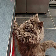 Phénix a rejoint le concours — aidez-le/la à gagner de superbes lots ! cat, fluffy, grey, feline, pet, indoor, kitchen, counter, tile_floor, cabinet, curious, standing, whiskers, tail, fur, animal, domestic, claws, mammal, looking_up