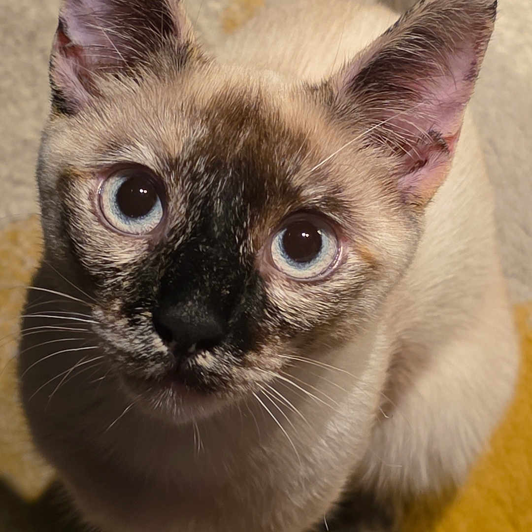 Elska a rejoint le concours — aidez-le/la à gagner de superbes lots ! animal, cat, kitten, pet, siamese