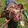 dog, stick, grass, outdoor, pet, animal, happy, playful, tongue, ears, leash, collar, closeup, nature, sunlight, canine, chewing, brown_dog, flower, summer
