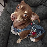 Taco is registered to the contest to win money with this photo: dog, brown_dog, pet, small_dog, harness, blue_harness, heart_tag, chair, gray_chair, indoor, cute, looking_up, curious, sitting, animal, companion, domestic_animal, fur, ears, nose