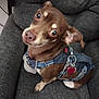 dog, brown_dog, pet, small_dog, harness, blue_harness, heart_tag, chair, gray_chair, indoor, cute, looking_up, curious, sitting, animal, companion, domestic_animal, fur, ears, nose