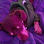 dog, sleeping, blanket, purple, hoodie, pet, cozy, cute, rest, fur, paw, indoors, relax, canine, animal, comfort, snuggle, warm, clothing, nap