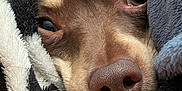 Taco joined the competition — help win amazing prizes! dog, close_up, nose, eyes, blanket, cozy, fur, snuggled, brown, soft, pet, animal, whiskers, resting, cute, warm, indoor, portrait, comfort, relaxation