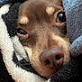 dog, close_up, nose, eyes, blanket, cozy, fur, snuggled, brown, soft, pet, animal, whiskers, resting, cute, warm, indoor, portrait, comfort, relaxation