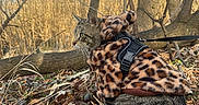 Shadow joined the competition — help win amazing prizes! autumn, branches, cat, coat, dry_leaves, explorer, feline, grass, ground, harness, leash, leopard_print, nature, outdoors, pet, profile, sitting, tabby, trees, whiskers