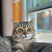 Shadow is registered to the contest to win money with this photo: animal, cat, close_up, cozy, cute, domestic_animal, fur, glasses, indoor, lens_blur, looking_away, mammal, natural_light, pet, portrait, relaxed, resting, tabby_cat, whiskers, window