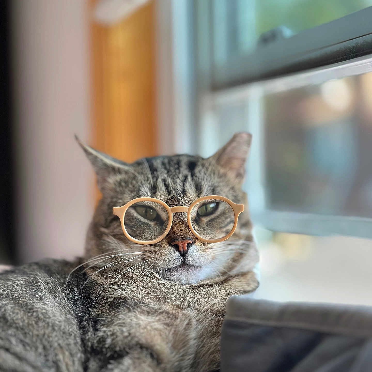 Shadow is registered to the contest to win money with this photo: animal, cat, close_up, cozy, cute, domestic_animal, fur, glasses, indoor, lens_blur, looking_away, mammal, natural_light, pet, portrait, relaxed, resting, tabby_cat, whiskers, window