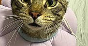 Shadow joined the competition — help win amazing prizes! adorable, bedding, big_eyes, cat, close_up, curious, domestic_animal, ears, feline, indoor, inflatable_collar, lavender, mouth, nose, pet, pillow, portrait, tabby_cat, whiskers, wood_paneling