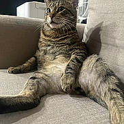 Shadow is registered to the contest to win money with this photo: animal, belly, cat, couch, cozy, cushion, ears, feline, funny_pose, green_eyes, indoors, lounging, pet, relaxed, sitting, striped_fur, sunlight, tabby, whiskers, window