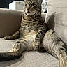 animal, belly, cat, couch, cozy, cushion, ears, feline, funny_pose, green_eyes, indoors, lounging, pet, relaxed, sitting, striped_fur, sunlight, tabby, whiskers, window