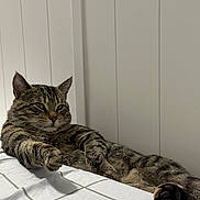 Shadow joined the competition — help win amazing prizes! bed, bedding, cat, cozy, ears, feline, fur, indoor, lounging, paw, paw_pad, pet, portrait, relaxed, sheet, sleepy, striped_fur, tabby_cat, wall_paneling, whiskers