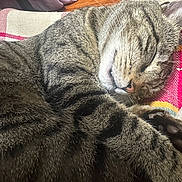 Shadow joined the competition — help win amazing prizes! cat, tabby, sleeping, cozy, paws, fur, whiskers, blanket, striped, pet, animal, relaxing, closeup, indoor, resting, cute, mammal, sleep, peaceful, feline