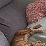 cat, kitten, sleeping, ginger_cat, couch, sofa, indoor, pet, feline, fur, relaxation, cozy, pillow, textured, home, nap, whiskers, cute, resting, animal