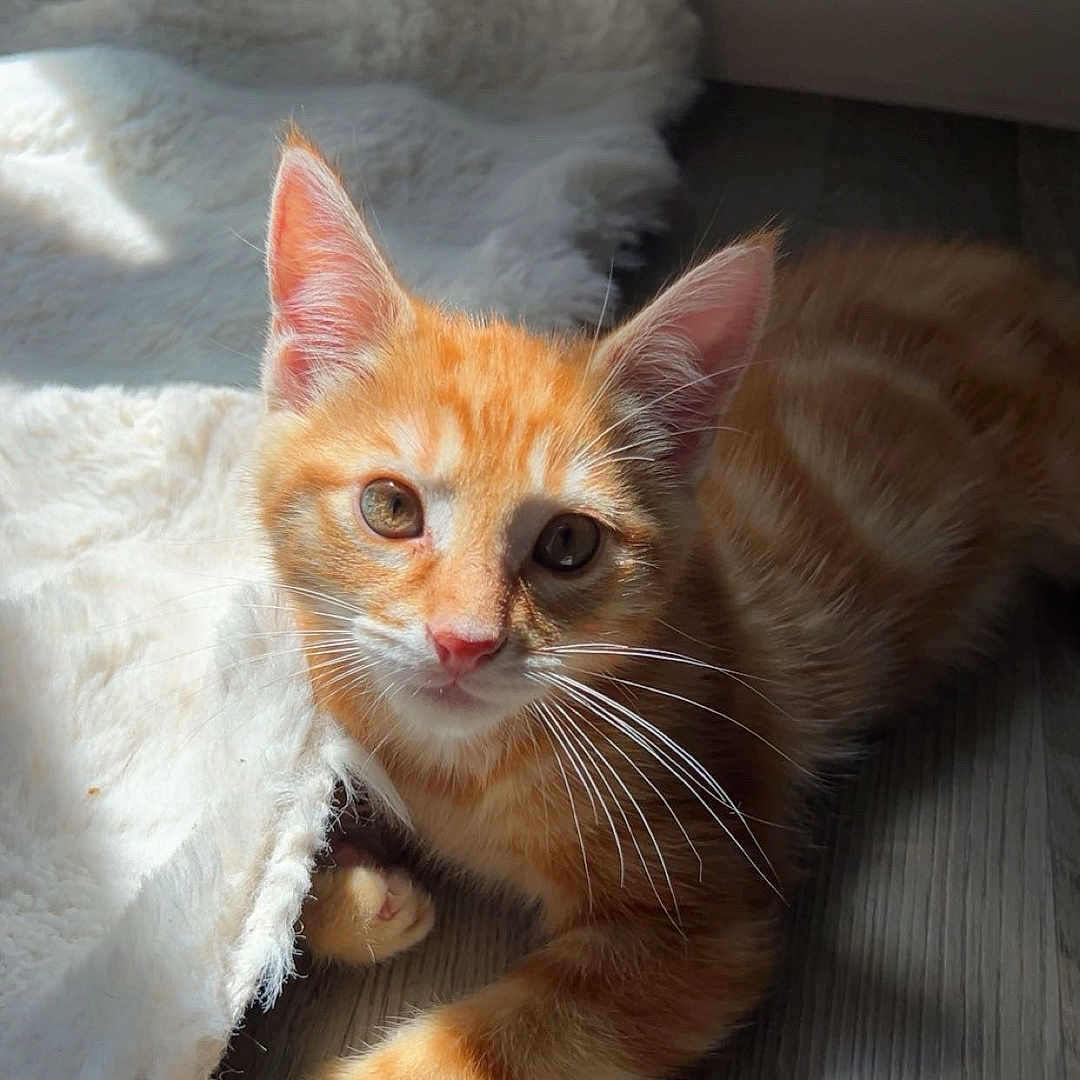 Milo a rejoint le concours — aidez-le/la à gagner de superbes lots ! kitten, cat, orange_tabby, pet, animal, indoor, sunlight, blanket, floor, fur, whiskers, cute, young, resting, domestic_cat, playful, comfort, cozy, paw, portrait