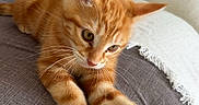 Milo a rejoint le concours — aidez-le/la à gagner de superbes lots ! kitten, cat, orange_tabby, toy_mouse, couch, cushion, blanket, indoor, pet, playful, feline, whiskers, paws, ears, fur, curious, closeup, resting, cozy, home