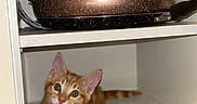 Milo participe au concours pour gagner de l'argent avec cette photo : animal, cabinet, cat, curious, cute, domestic_cat, floor, fur, indoor, kitchen, kitten, looking_up, orange_tabby, pans, pet, resting, shelf, small, wood_floor, young_cat