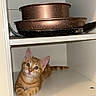 Milo participe au concours pour gagner de l'argent avec cette photo : kitten, cat, orange_tabby, cabinet, kitchen, pans, shelf, curious, pet, indoor, floor, wood_floor, fur, animal, cute, resting, domestic_cat, looking_up, young_cat, small