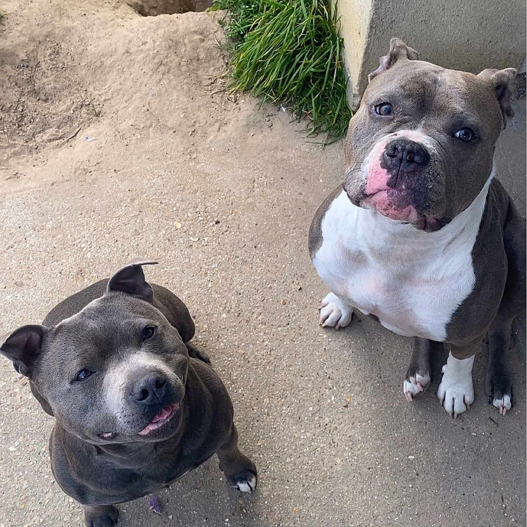 Tyson Et Chanel