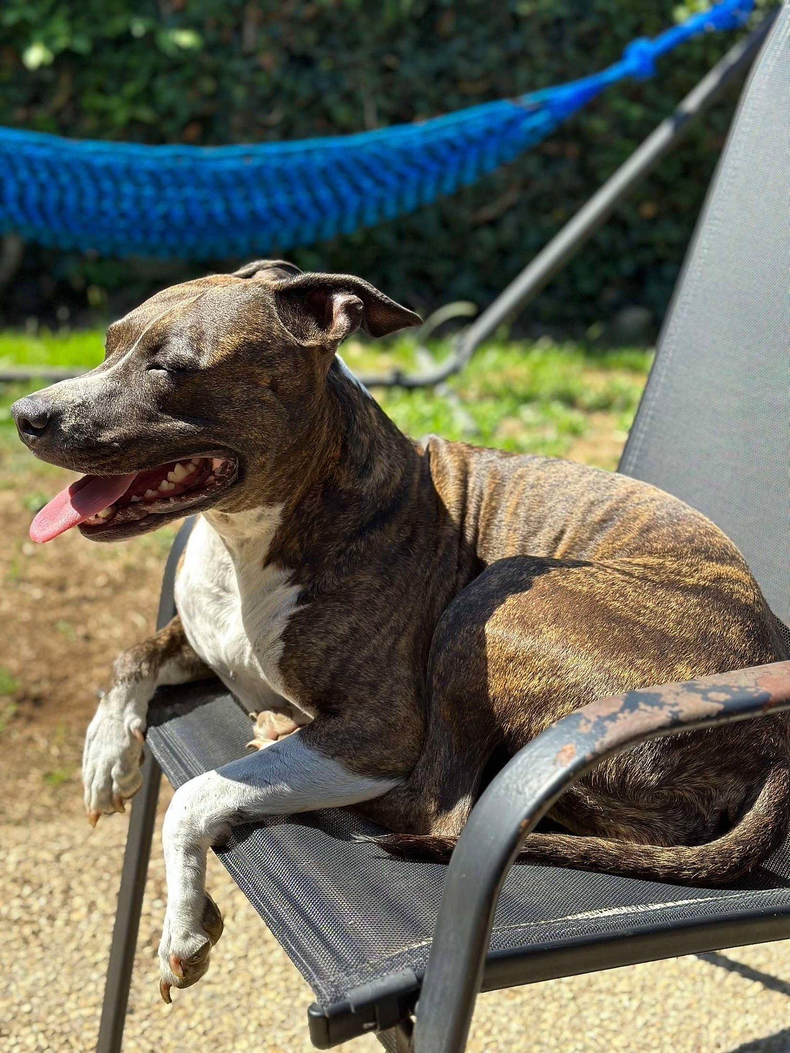 Chichi participe au concours pour gagner de l'argent avec cette photo : carnivore, collar, companion_dog, dog, dog_breed, dog_collar, dog_supply, electric_blue, fawn, grass, leash, pet_supply, plant, rampur_greyhound, sighthound, snout, sunglasses, tail, terrestrial_animal, working_animal