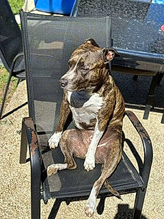 Chichi participe au concours pour gagner de l'argent avec cette photo : ancient_dog_breeds, carnivore, chair, collar, companion_dog, dog, dog_breed, dog_collar, guard_dog, hunting_dog, liver, metal, non_sporting_group, rampur_greyhound, sighthound, snout, sporting_group, tail, working_animal, working_dog