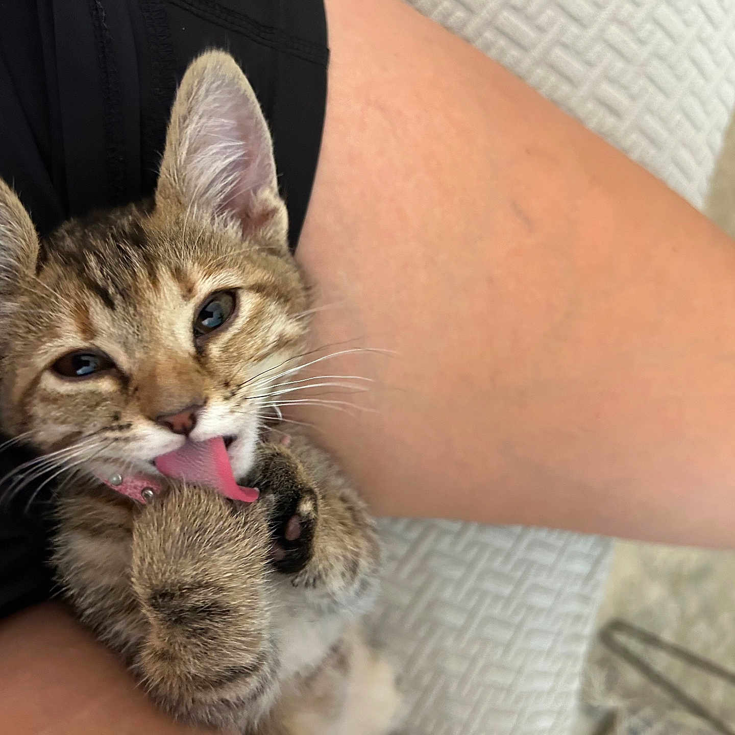 Josie is registered to the contest to win money with this photo: abyssinian, animal, bodypart, cat, chair, couch, cream, dessert, finger, food, furniture, hand, icecream, kitten, manx, mouth, person, pet, teeth, tongue