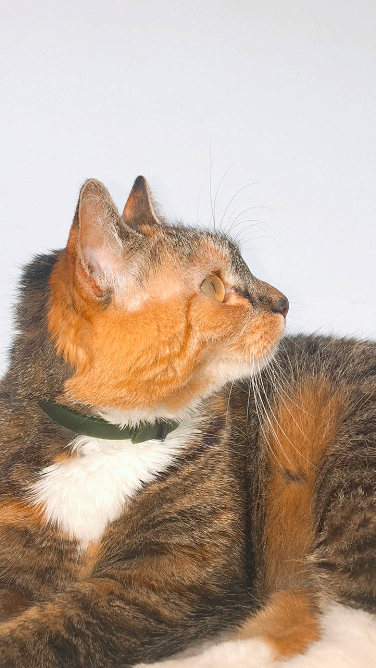 Roxy participe au concours pour gagner de l'argent avec cette photo : aegean_cat, american_wirehair, carnivore, cat, domestic_short_haired_cat, european_shorthair, felidae, fur, kitten, mammal, small_to_medium_sized_cats, snout, somali, tabby_cat, tail, whiskers, wildlife