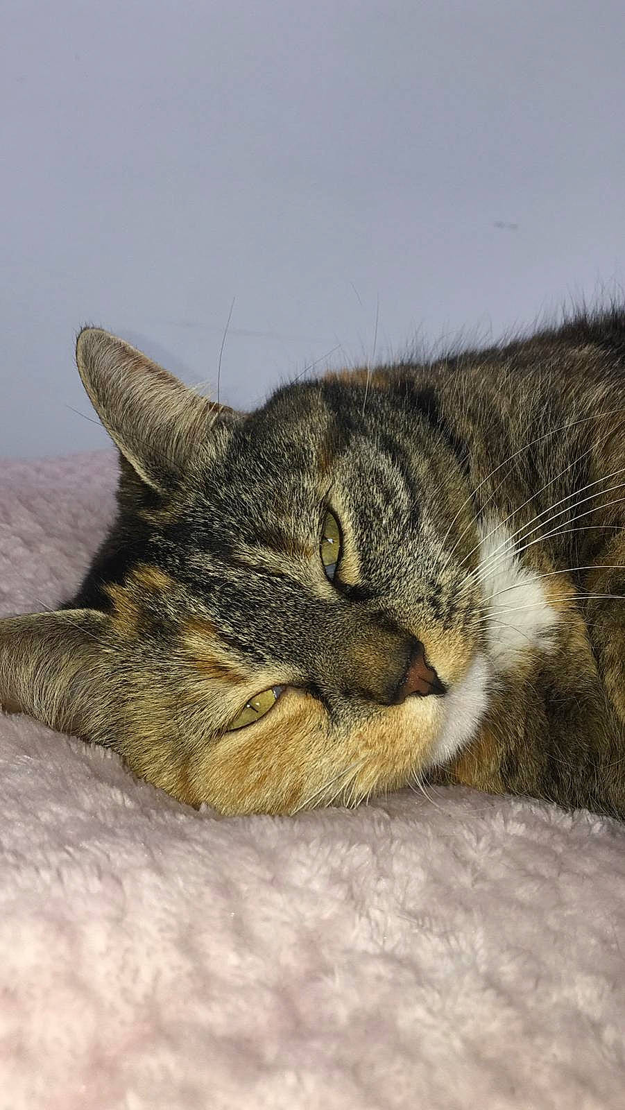 Roxy a rejoint le concours — aidez-le/la à gagner de superbes lots ! aegean_cat, american_shorthair, american_wirehair, california_spangled, carnivore, cat, domestic_short_haired_cat, dragon_li, european_shorthair, eye, felidae, fur, kitten, nap, pixie_bob, sleep, small_to_medium_sized_cats, snout, tabby_cat, whiskers