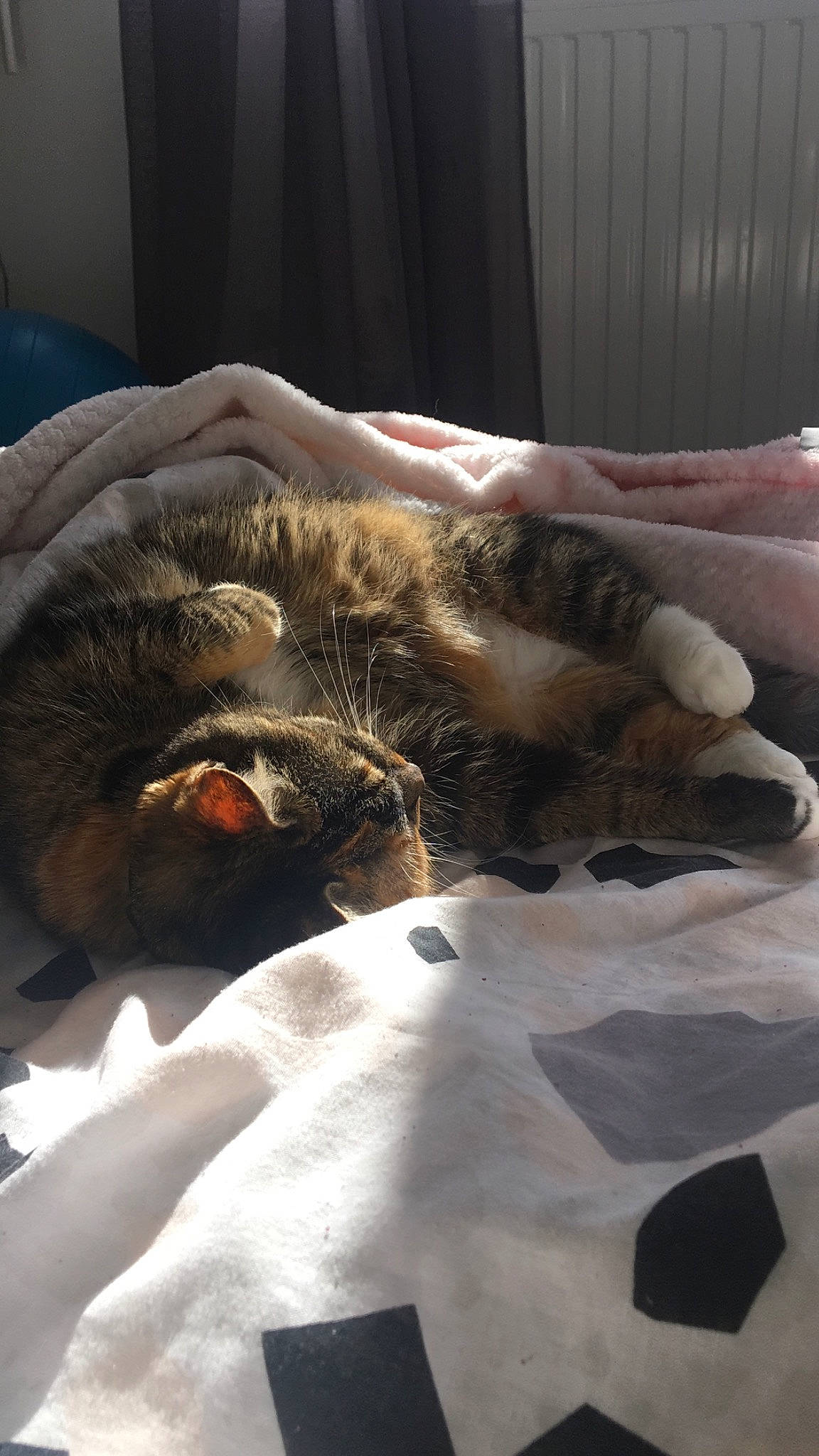 Roxy participe au concours pour gagner de l'argent avec cette photo : carnivore, cat, claw, domestic_short_haired_cat, ear, european_shorthair, felidae, fur, german_rex, nap, paw, sleep, small_to_medium_sized_cats, snout, tabby_cat, whiskers