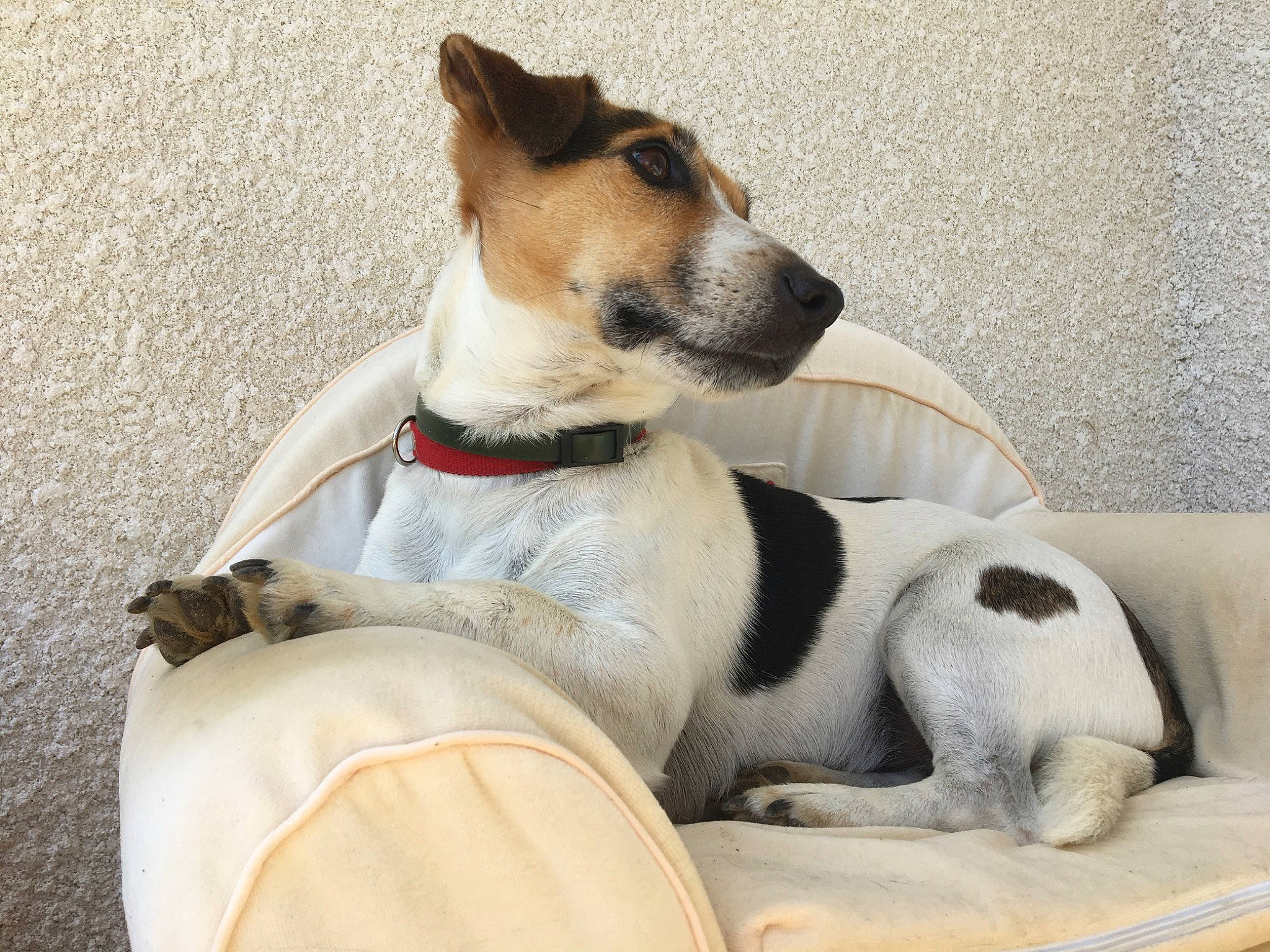 Nino a rejoint le concours — aidez-le/la à gagner de superbes lots ! canidae, carnivore, chilean_fox_terrier, companion_dog, danish_swedish_farmdog, dog, dog_breed, fox_terrier, jack_russell_terrier, japanese_terrier, mammal, miniature_fox_terrier, rat_terrier, ratonero_bodeguero_andaluz, russell_terrier, smooth_fox_terrier, snout, teddy_roosevelt_terrier, tenterfield_terrier, vertebrate