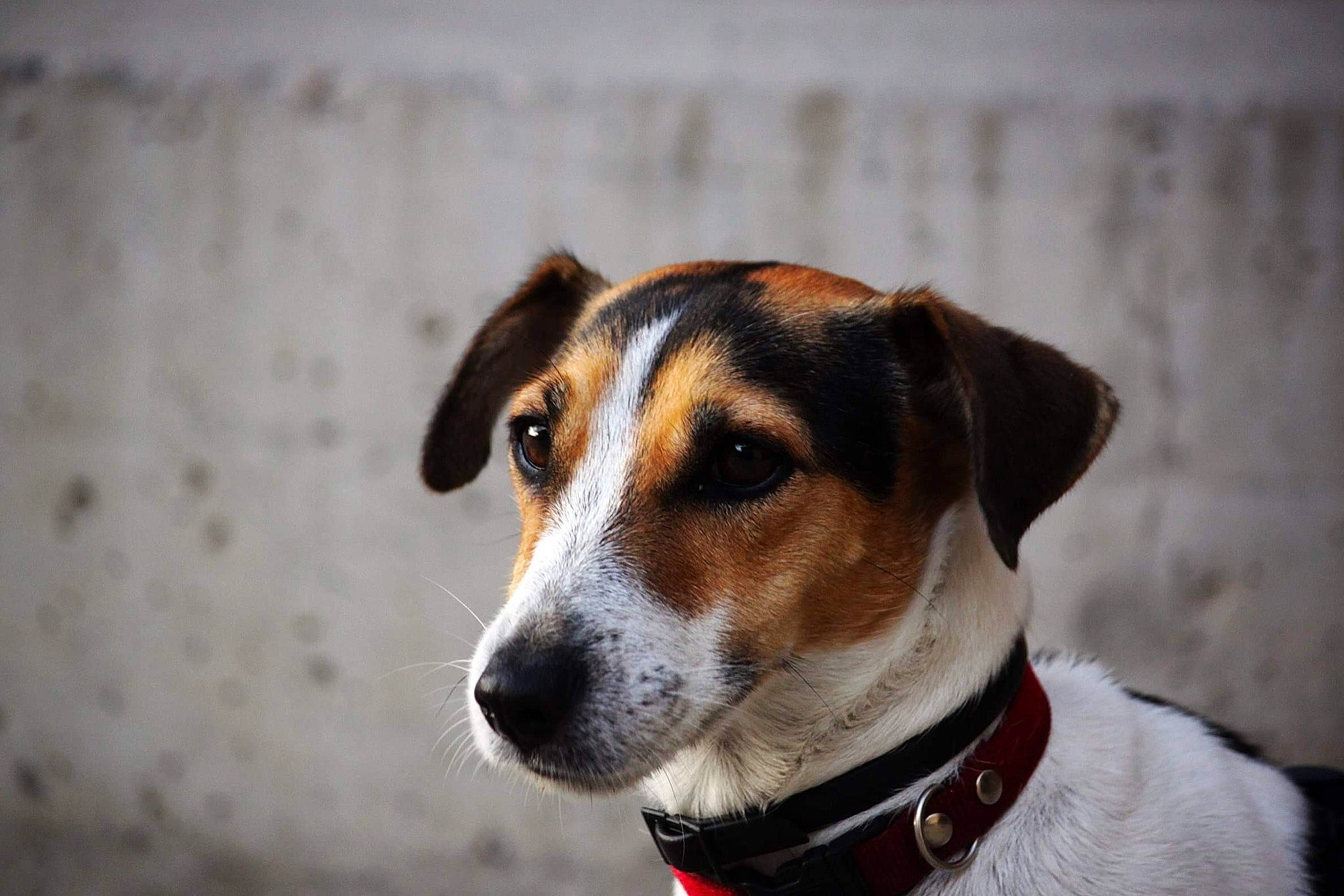Nino participe au concours pour gagner de l'argent avec cette photo : american_foxhound, brazilian_terrier, canidae, carnivore, companion_dog, danish_swedish_farmdog, dog, dog_breed, feist, harrier, jack_russell_terrier, mammal, miniature_fox_terrier, rare_breed_dog, ratonero_bodeguero_andaluz, russell_terrier, smooth_fox_terrier, snout, vertebrate, whiskers