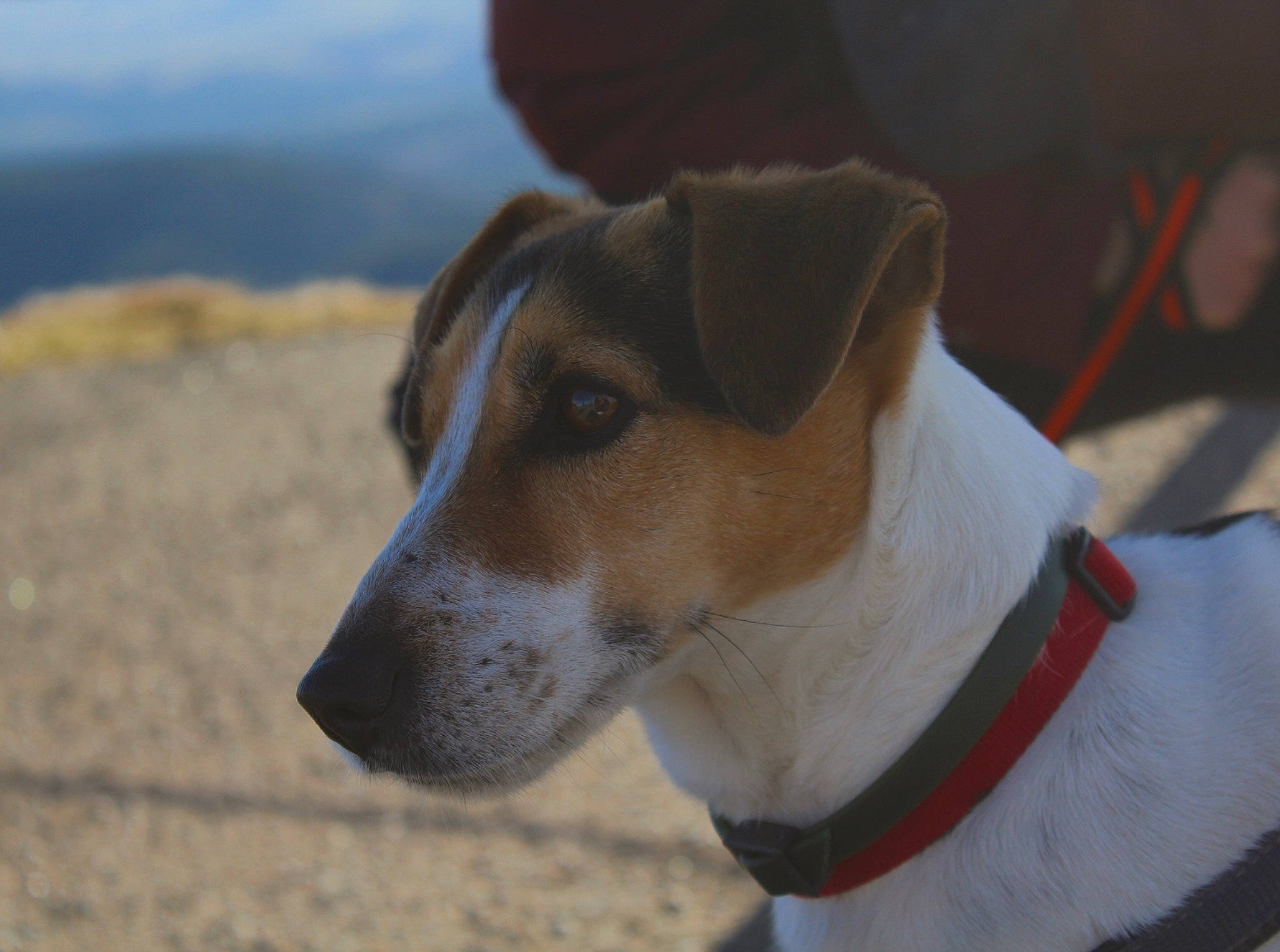 Nino participe au concours pour gagner de l'argent avec cette photo : brazilian_terrier, canidae, carnivore, chilean_fox_terrier, danish_swedish_farmdog, dog, dog_breed, feist, fox_terrier, jack_russell_terrier, japanese_terrier, mammal, potcake_dog, ratonero_bodeguero_andaluz, russell_terrier, smooth_fox_terrier, snout, tenterfield_terrier, vertebrate