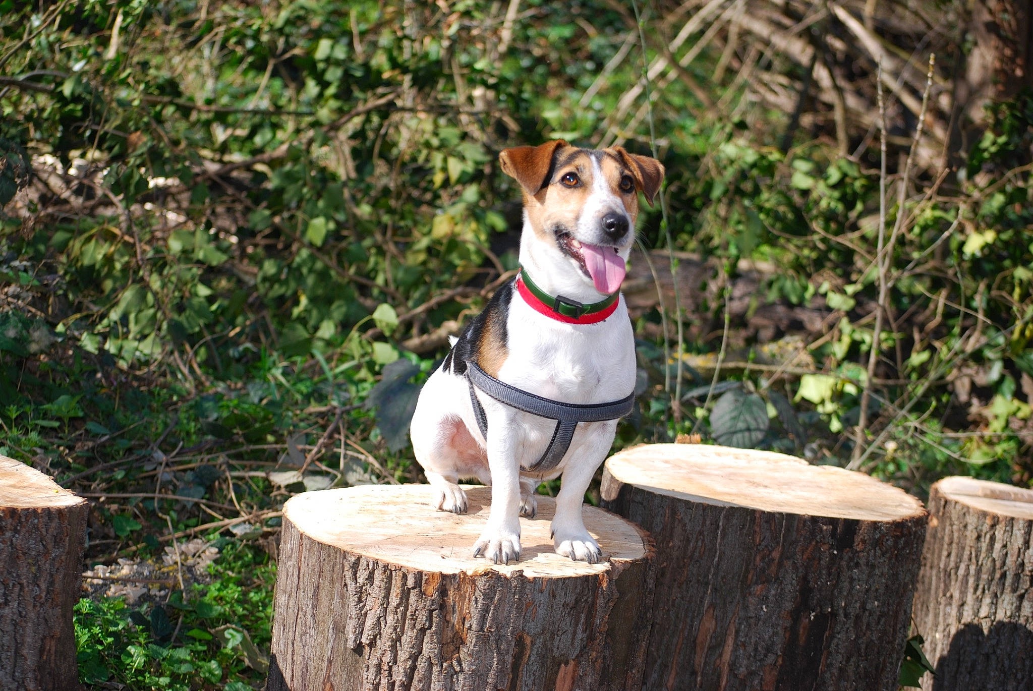 Nino participe au concours pour gagner de l'argent avec cette photo : brazilian_terrier, canidae, carnivore, collar, companion_dog, danish_swedish_farmdog, dog, dog_breed, fawn, feist, fox_terrier, jack_russell_terrier, mammal, miniature_fox_terrier, rat_terrier, russell_terrier, tenterfield_terrier, terrier, treeing_feist, vertebrate